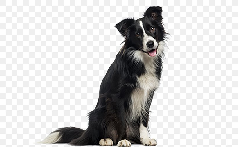 Border Collie English Shepherd Dog Breed German Shepherd Rough Collie, PNG, 600x506px, Border Collie, Breed, Carnivoran, Cheese Fruit, Companion Dog Download Free