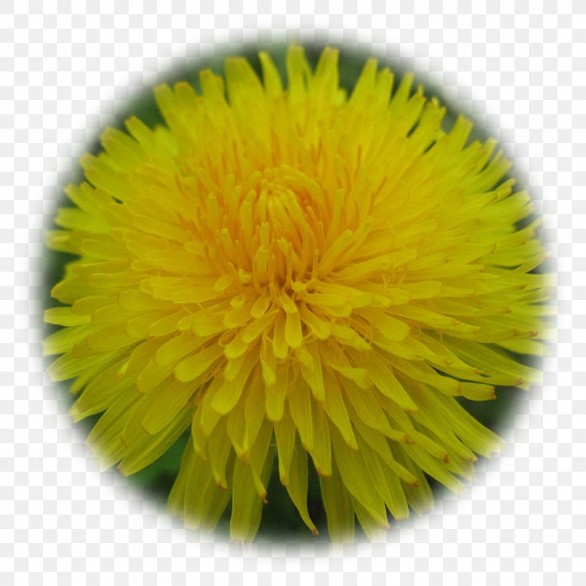 Dandelion Paper Yellow Dahlia Flower, PNG, 833x833px, Dandelion, Brown, Color, Color Wheel, Dahlia Download Free