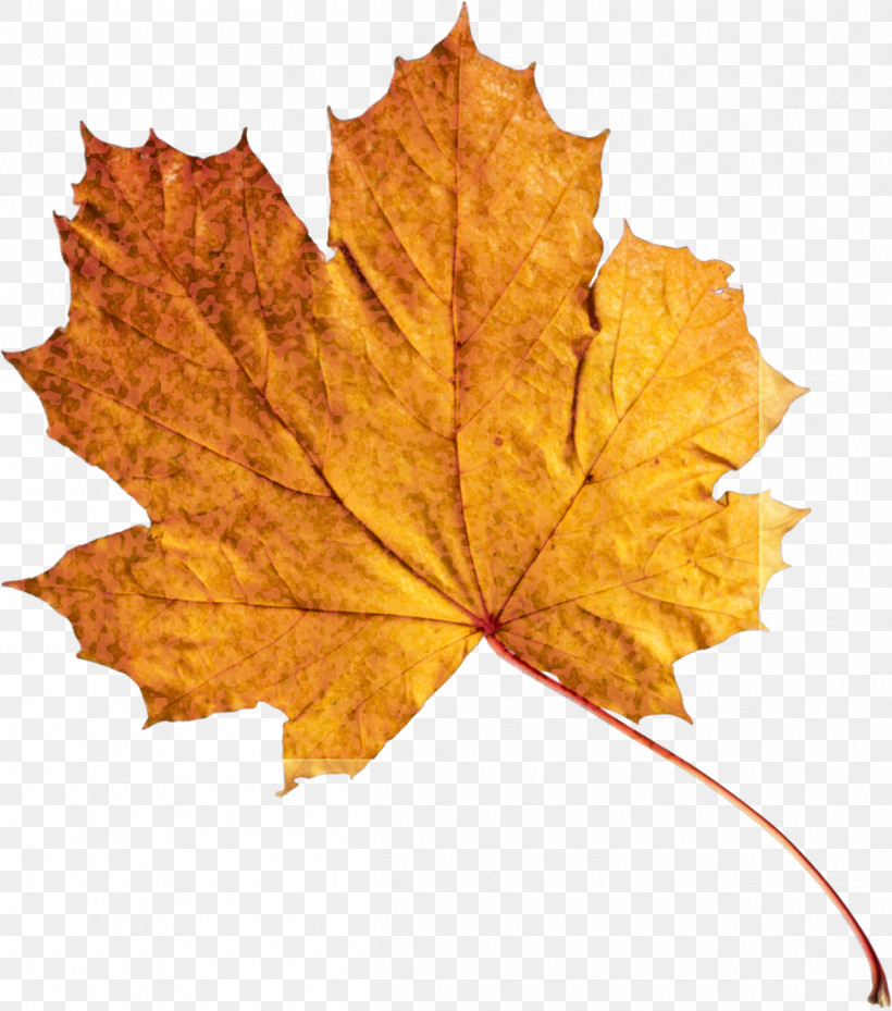 Maple Leaf, PNG, 1203x1364px, Leaf, Autumn, Beech, Black Maple, Deciduous Download Free