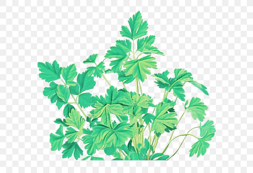 Parsley, PNG, 600x560px, Leaf, Flower, Geranium, Herb, Herbal Download Free
