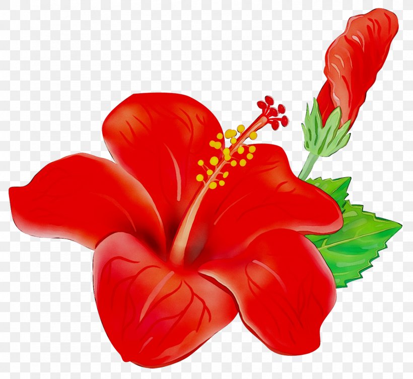 Psychology School Poster Teacher Pedagogy, PNG, 1568x1441px, Psychology, Anthurium, Chinese Hibiscus, Choice, Flower Download Free