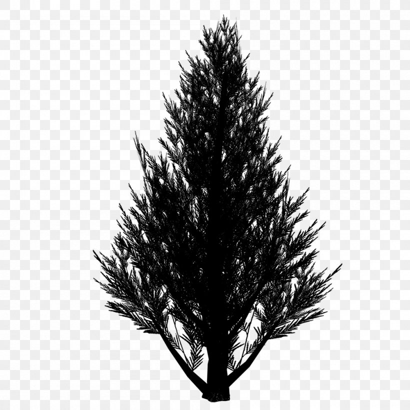Spruce Christmas Tree Fir Christmas Ornament Pine, PNG, 1000x1000px, Spruce, American Larch, Balsam Fir, Branch, Christmas Day Download Free