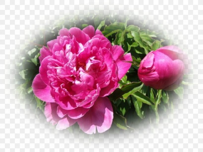 Centifolia Roses Peony Cut Flowers Artificial Flower, PNG, 874x656px, Centifolia Roses, Artificial Flower, Cut Flowers, Family, Flower Download Free