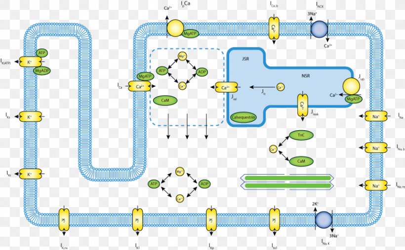 Line Point Technology, PNG, 857x530px, Point, Animated Cartoon, Area, Diagram, Organism Download Free