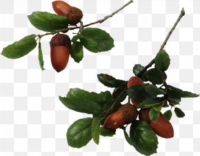 Pb Sindhu - Quercus Hemisphaerica Quercus Laurifolia Southern Live Oak Tree Acorn PNG