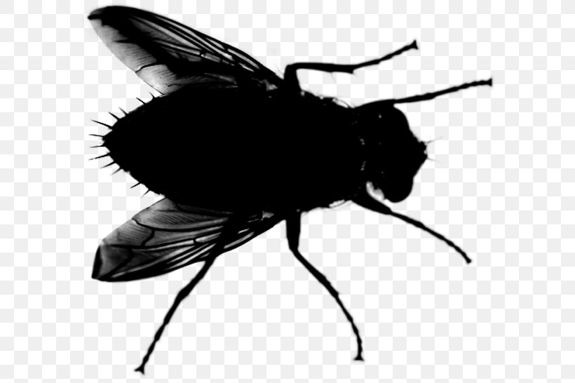 Bee Background, PNG, 600x546px, Insect, Black Fly, Black White M, Blackandwhite, Blowflies Download Free