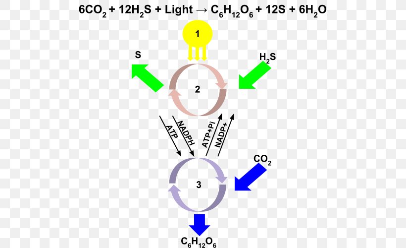 Chlorobium Anoxygenic Photosynthesis Purple Sulfur Bacteria Aerobic Anoxygenic Phototrophic Bacteria, PNG, 512x500px, Anoxygenic Photosynthesis, Area, Bacteria, Cellular Respiration, Diagram Download Free