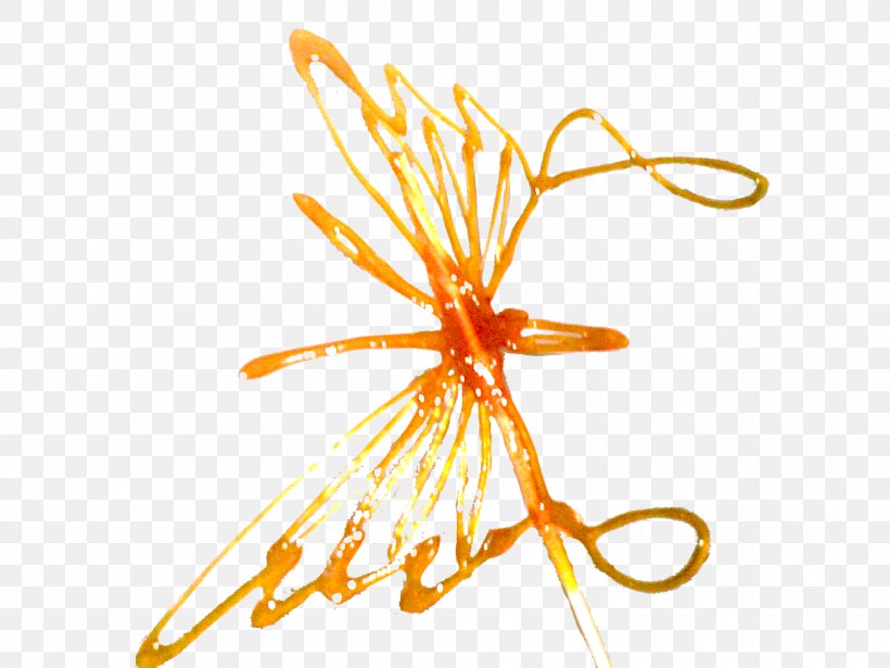 Clip Art, PNG, 1600x1200px, Caramel, Flower, Ink, Invertebrate, Orange Download Free