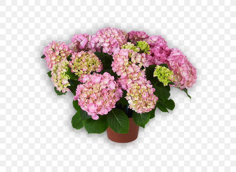 French Hydrangea Cut Flowers Pink, PNG, 600x600px, French Hydrangea, Annual Plant, Artificial Flower, Color, Cornales Download Free