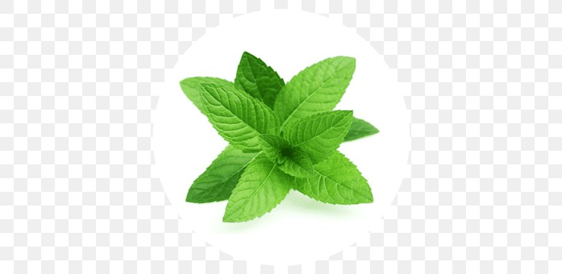 Peppermint Herb Leaf Vegetable Food, PNG, 400x400px, Peppermint, Basil, Bitters, Coriander, Curry Tree Download Free