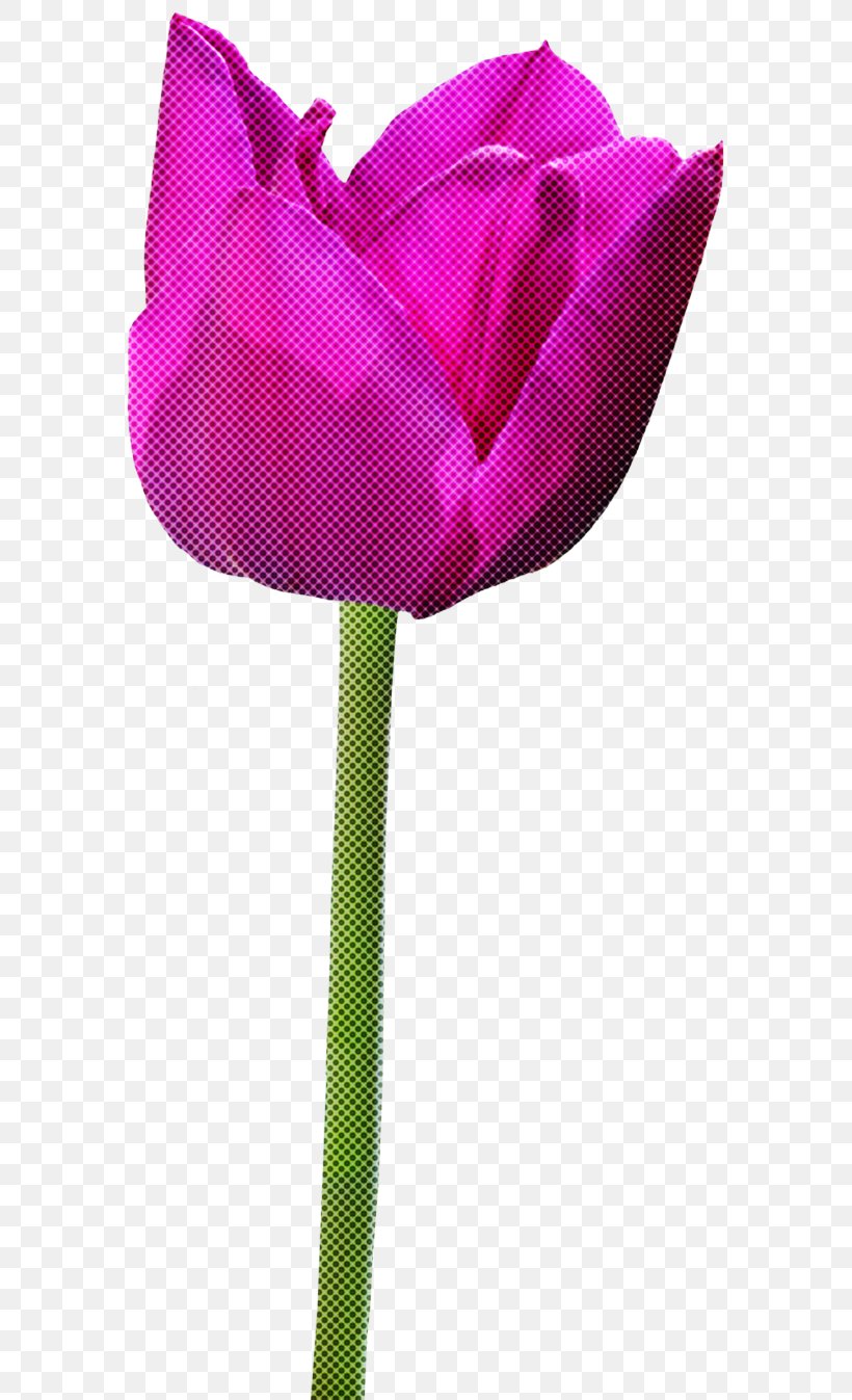 Tulip Pink Flower Violet Magenta, PNG, 593x1347px, Tulip, Flower, Magenta, Petal, Pink Download Free