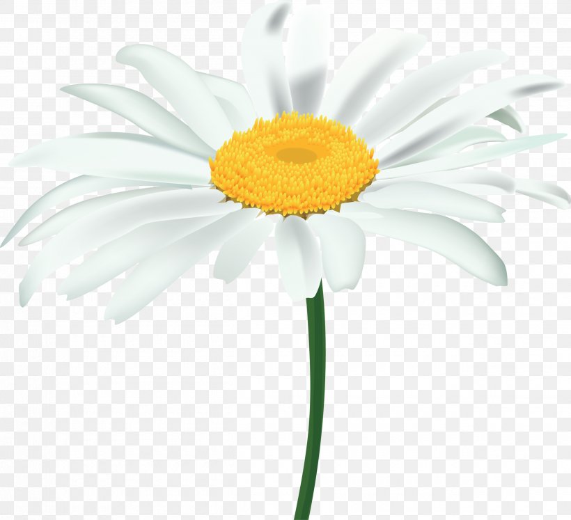Common Daisy Oxeye Daisy Clip Art, PNG, 2500x2278px, Common Daisy, Chamaemelum Nobile, Chamomile, Chrysanthemum, Cut Flowers Download Free