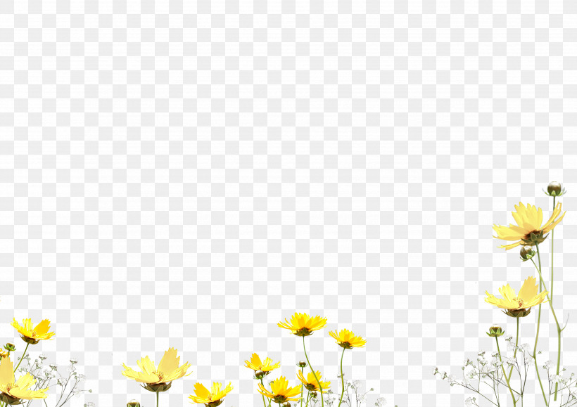 Daisy, PNG, 3508x2480px, Yellow, Camomile, Chamomile, Daisy, Daisy Family Download Free