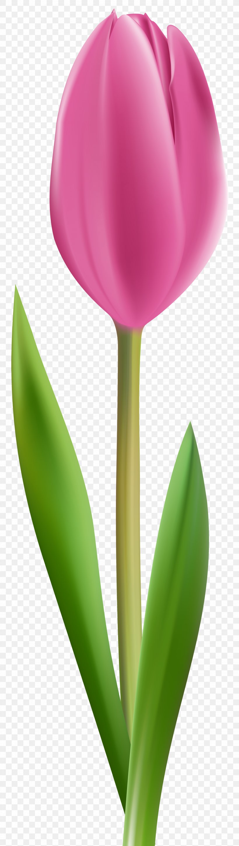 Tulip Petal Plant Stem, PNG, 2259x8000px, Flowering Plant, Close Up, Flower, Magenta, Petal Download Free