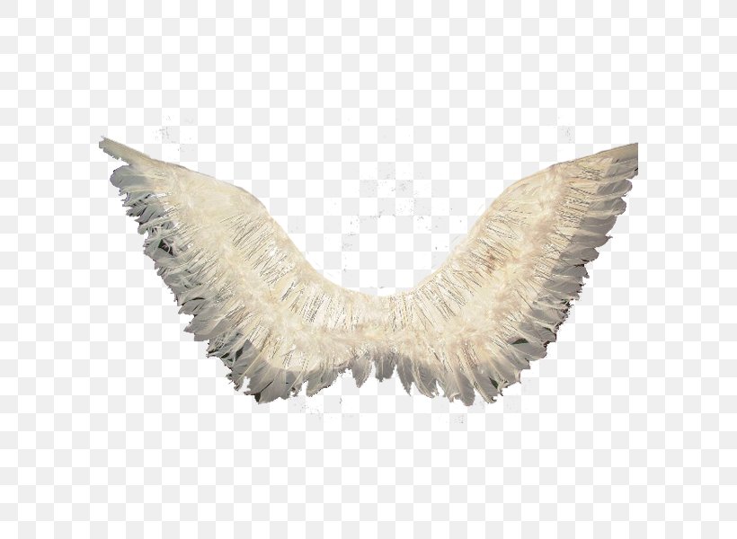 Angel Wing Feather Тропик Парти, PNG, 600x600px, Wing, Angel, Angel Wing, Black, Color Download Free