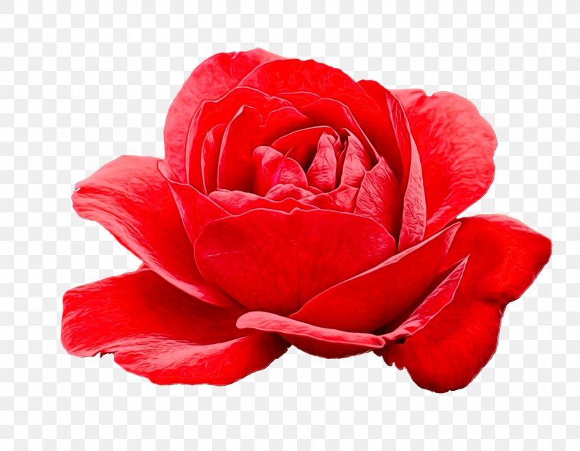 Garden Roses Cabbage Rose Floribunda Cut Flowers Petal, PNG, 1800x1400px, Garden Roses, Artificial Flower, Cabbage Rose, Camellia, China Rose Download Free
