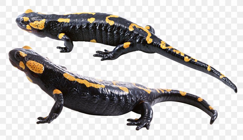 Lungless Salamander Barton Springs Salamander, PNG, 2929x1697px, Lizard, Amphibian, Chameleons, Data Compression, European Fire Salamander Download Free