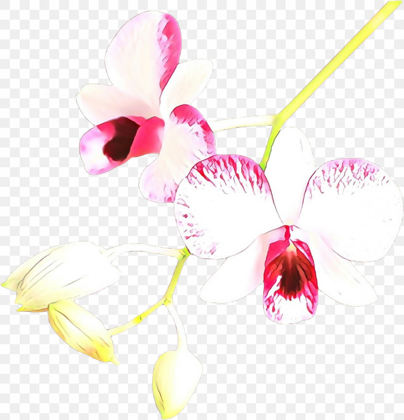Pink Flower Plant Orchid Moth Orchid, PNG, 1151x1200px, Pink, Cattleya, Dendrobium, Flower, Magenta Download Free