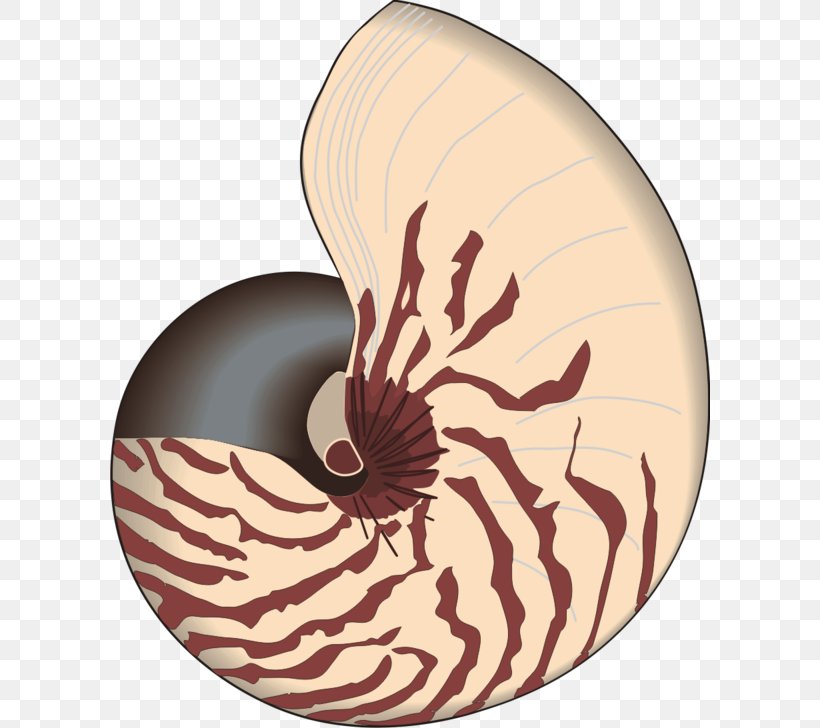 Seashell Bivalvia Mathematics Clip Art, PNG, 600x728px, Seashell, Bivalvia, Chambered Nautilus, Cockle, Conch Download Free