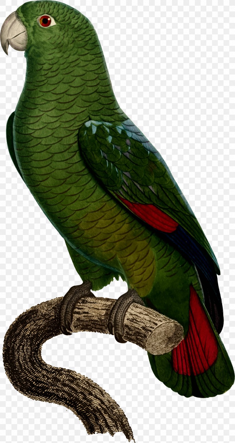 Budgerigar Bird Black-billed Amazon Parakeet Cockatoo, PNG, 1260x2376px, Budgerigar, Amazon Parrot, Australian Ringneck, Beak, Bird Download Free