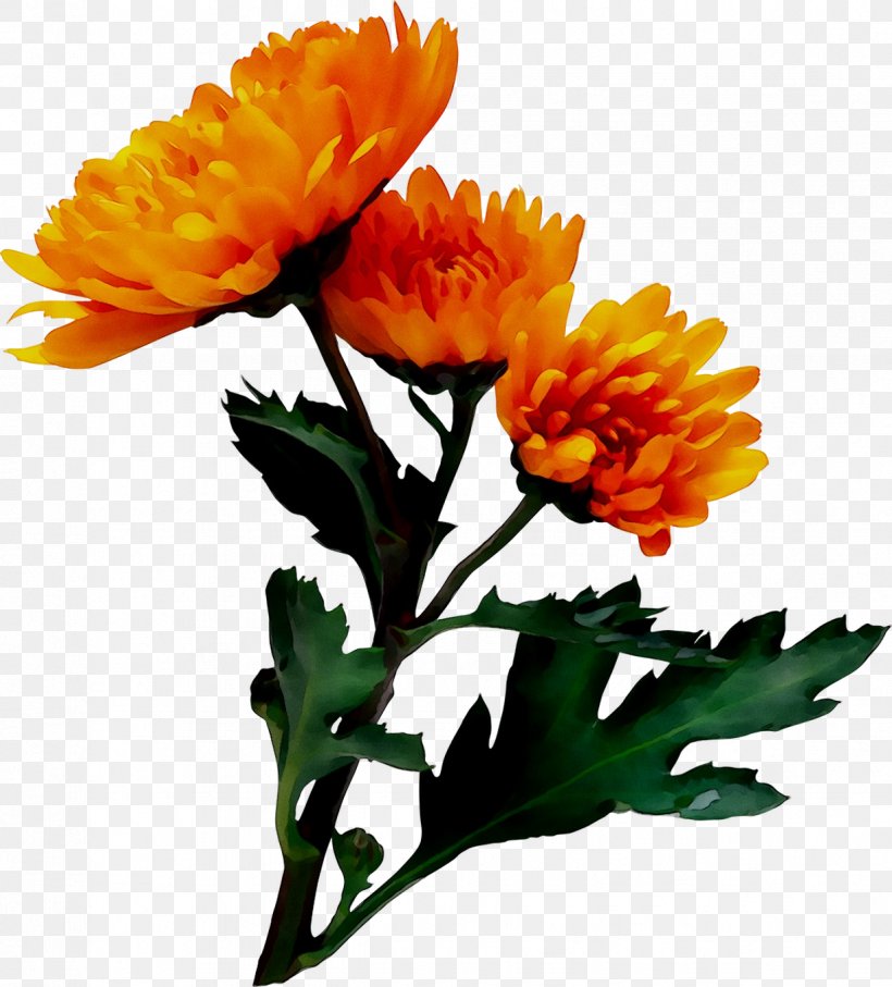 Chrysanthemum Cut Flowers Floral Design Pot Marigold, PNG, 1225x1355px, Chrysanthemum, Annual Plant, Calendula, Chrysanths, Cut Flowers Download Free