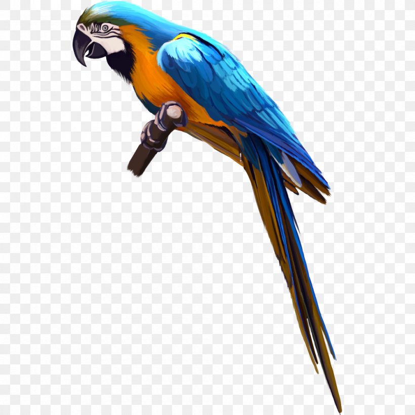 Bird Cockatoo Macaw Clip Art, PNG, 1000x1000px, Bird, Beak, Birdcage, Blueandyellow Macaw, Cockatoo Download Free