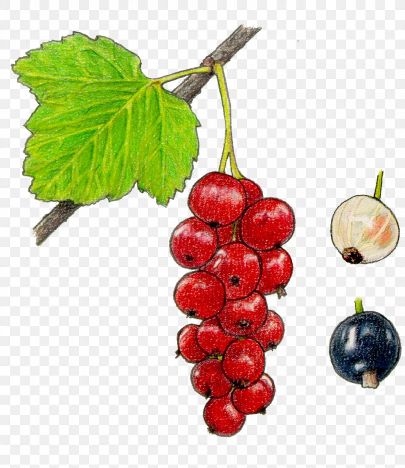 Grape Seedless Fruit Redcurrant Berry, PNG, 1000x1156px, Grape, Auglis, Berry, Currant, Food Download Free