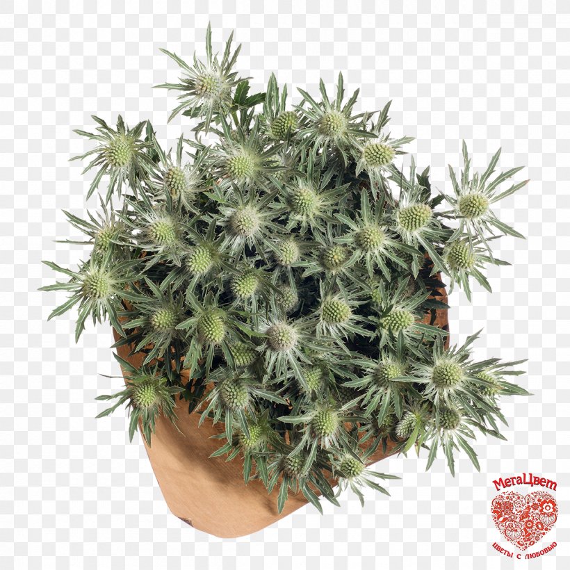 Houseplant Flowerpot Tree Shrub, PNG, 1200x1200px, Houseplant, Flowerpot, Grass, Plant, Shrub Download Free