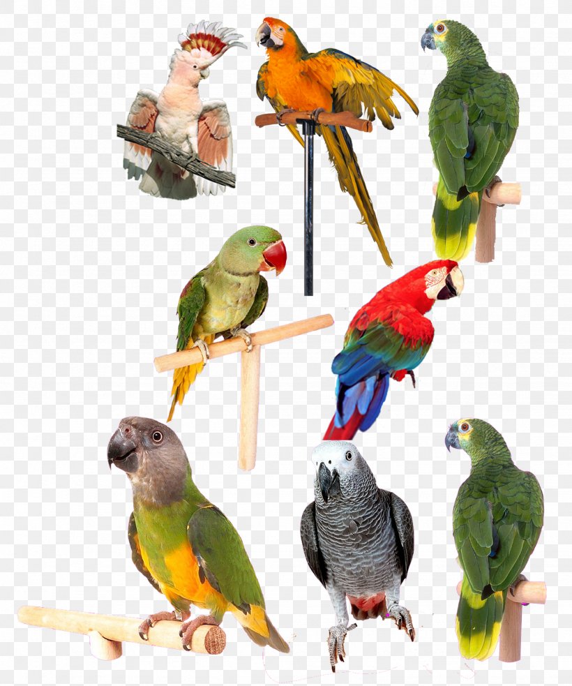 Lovebird Parrot Computer File, PNG, 1436x1722px, 3d Computer Graphics, Bird, Beak, Bird Supply, Common Pet Parakeet Download Free