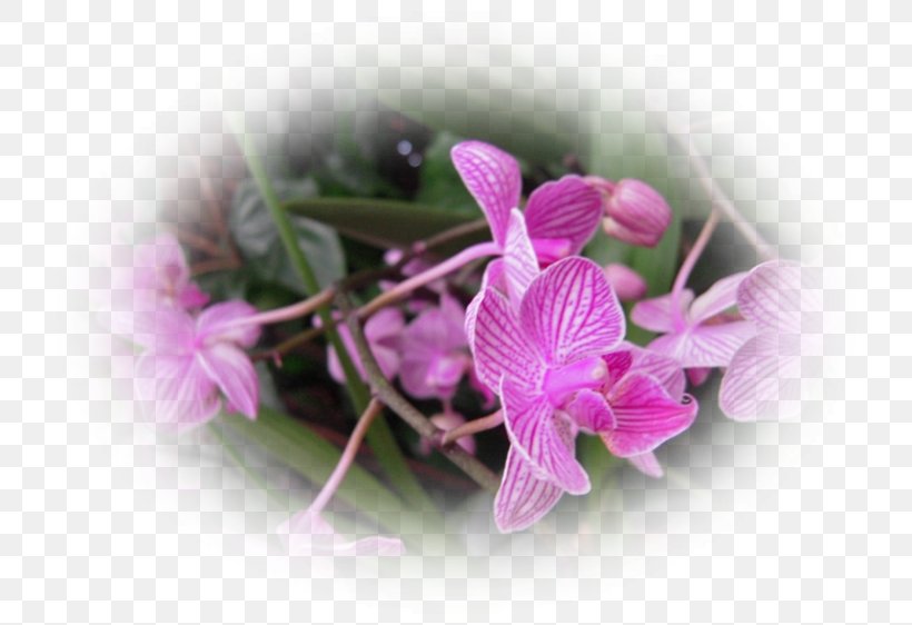 Moth Orchids Pink M, PNG, 746x562px, Moth Orchids, Flower, Flowering Plant, Lilac, Moth Orchid Download Free