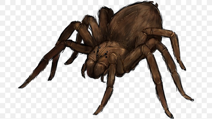 Tarantula Wolf Spider Spider Silk Spider Bite, PNG, 682x462px, Tarantula, Animal, Arachnid, Arthropod, Fantasy Download Free