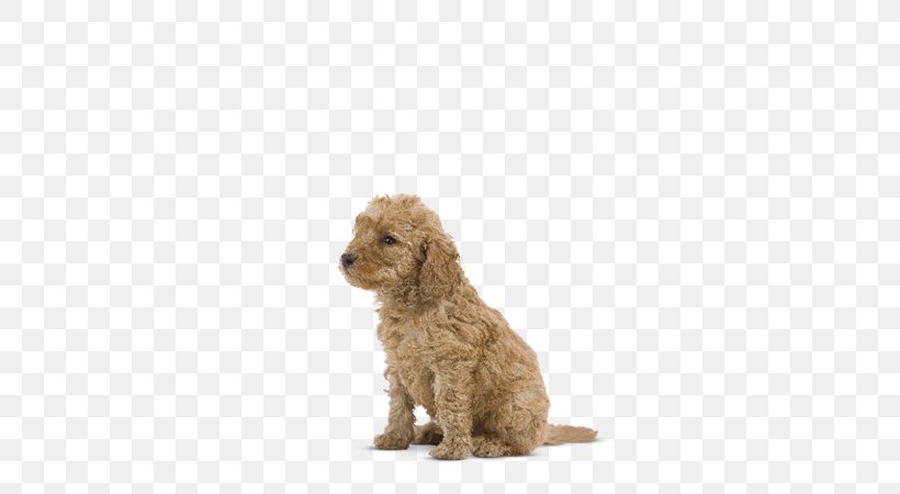 French Bulldog Puppy Cat Poodle Royal Canin, PNG, 580x450px, French Bulldog, Carnivoran, Cat, Cavapoo, Cockapoo Download Free