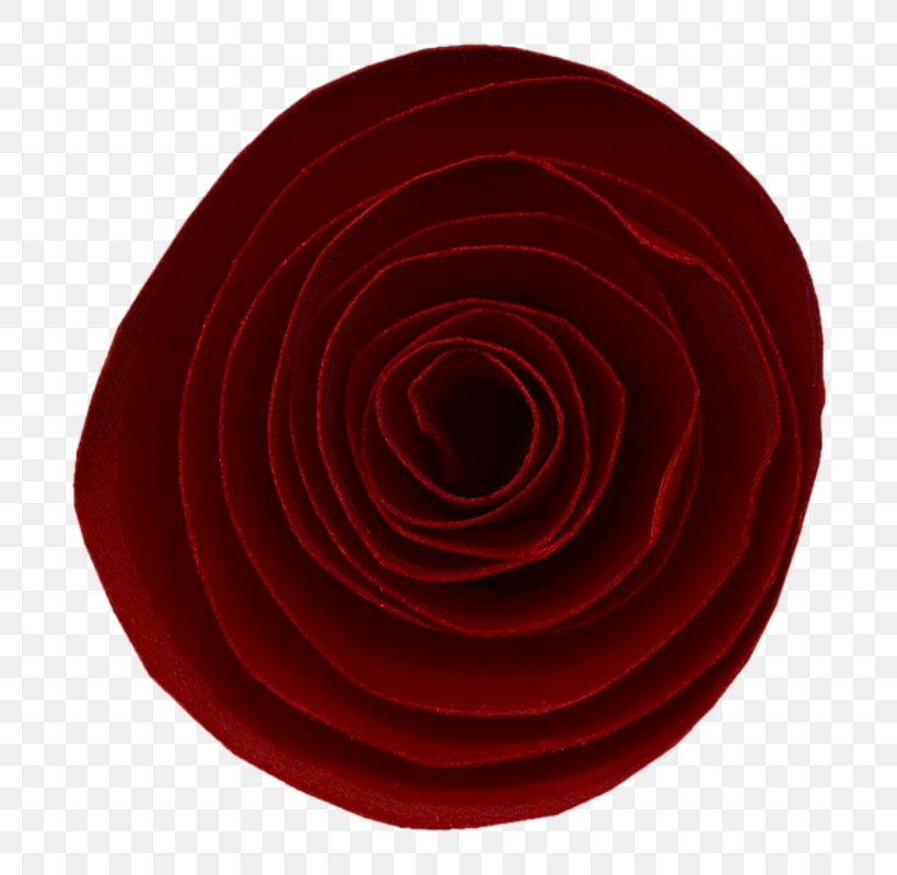 Garden Roses Circle Spiral Petal, PNG, 800x800px, Garden Roses, Closeup, Flower, Garden, Magenta Download Free