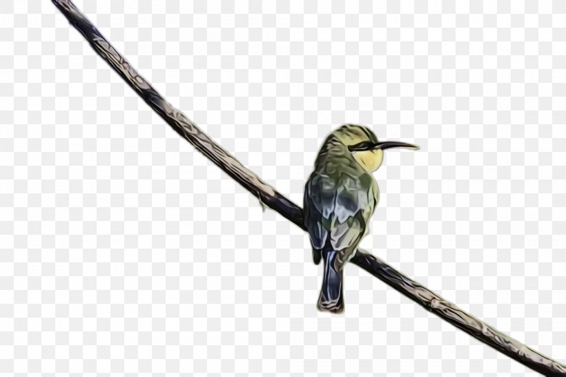 Hummingbird, PNG, 2000x1332px, Watercolor, Beak, Bird, Branch, Coraciiformes Download Free