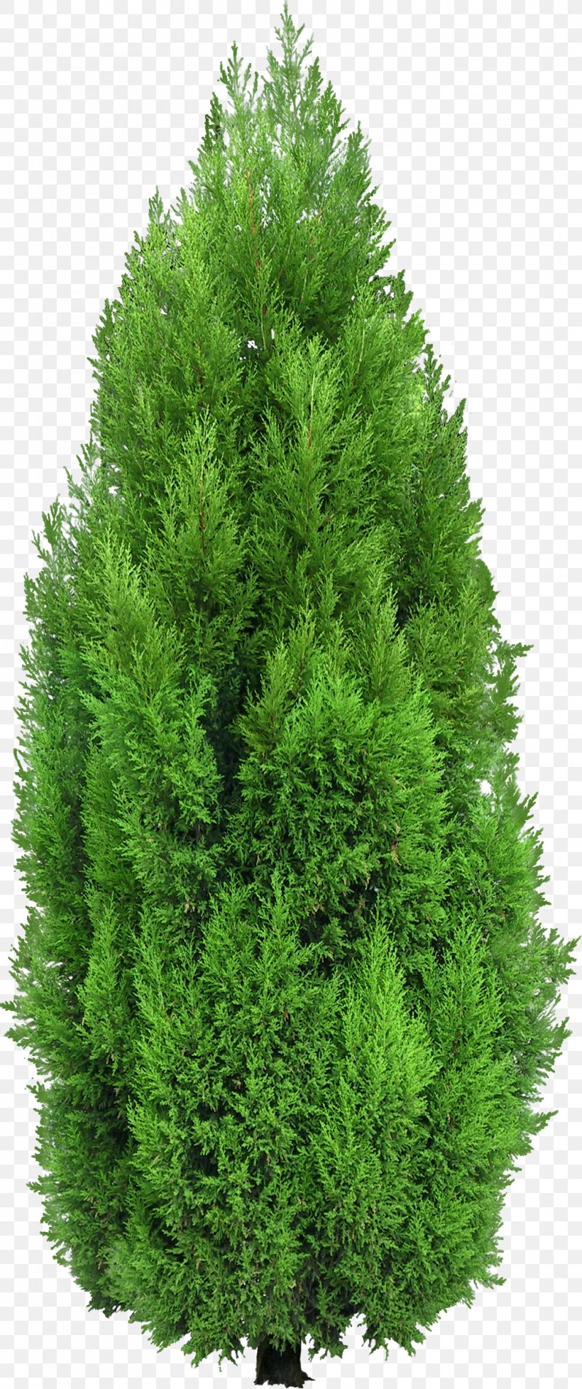 Mediterranean Cypress Tree Clip Art Spruce, PNG, 1035x2469px, Mediterranean Cypress, Bald Cypress, Biome, Conifer, Cupressus Download Free