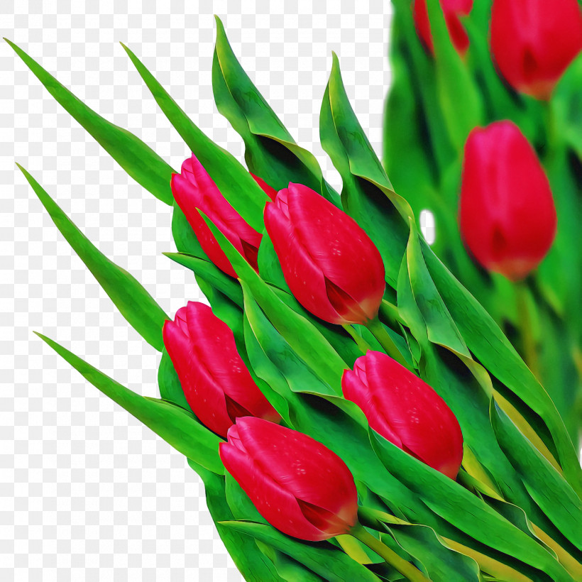 Spring, PNG, 1440x1440px, Spring, Bud, Cut Flowers, Flower, Lily Family Download Free