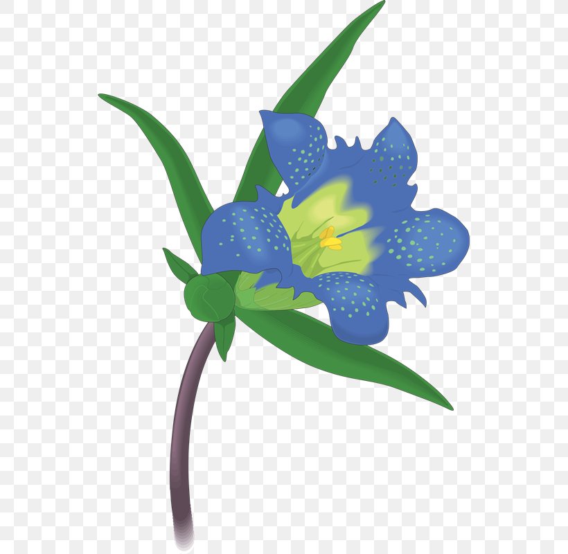 Texas Bluebell Royalty-free Drawing Clip Art, PNG, 537x800px, Texas Bluebell, Drawing, Flora, Floral Design, Flower Download Free