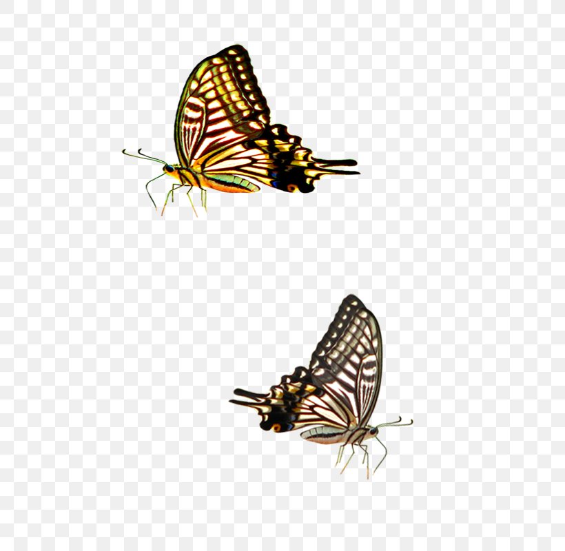 Web Design Corporate Identity Website Internet Advertising, PNG, 800x800px, Web Design, Advertising, Arthropod, Brush Footed Butterfly, Butterfly Download Free