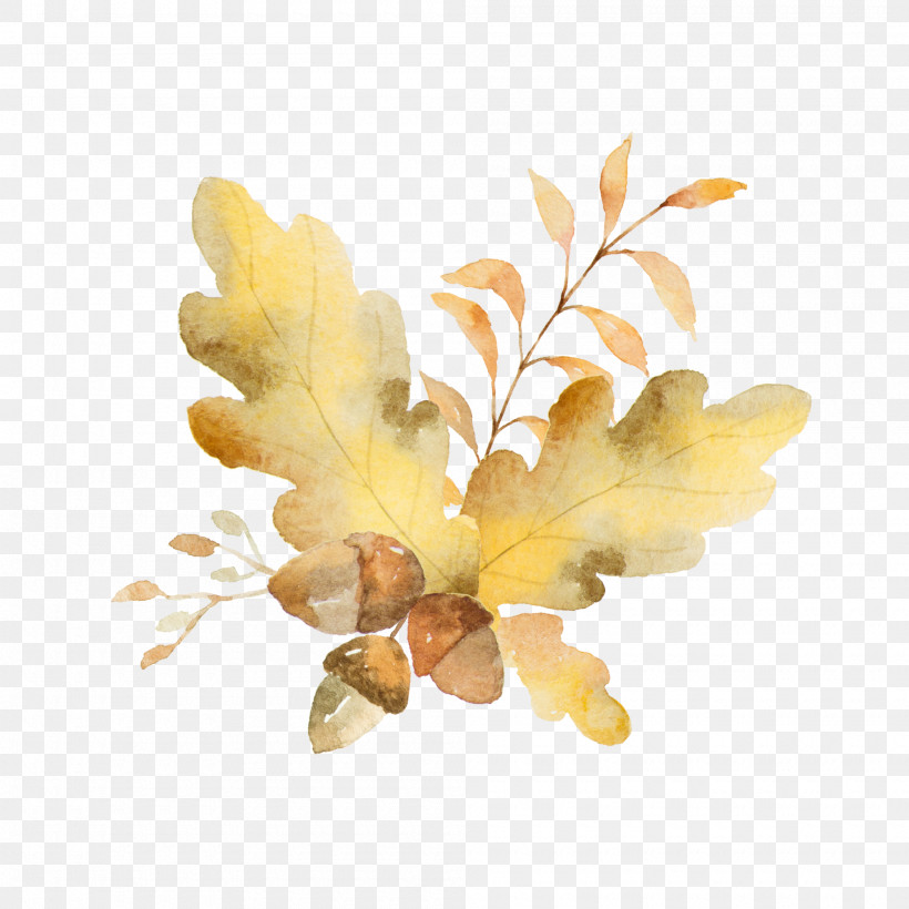 Yellow Leaf Plant Branch Flower, PNG, 2000x2000px, Yellow, Branch, Flower, Leaf, Petal Download Free