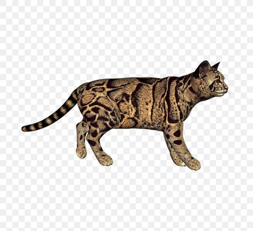 Bengal Cat Tiger Leopard Cat Eurasian Lynx, PNG, 750x750px, Bengal Cat, Big Cat, Big Cats, Carnivoran, Cat Download Free