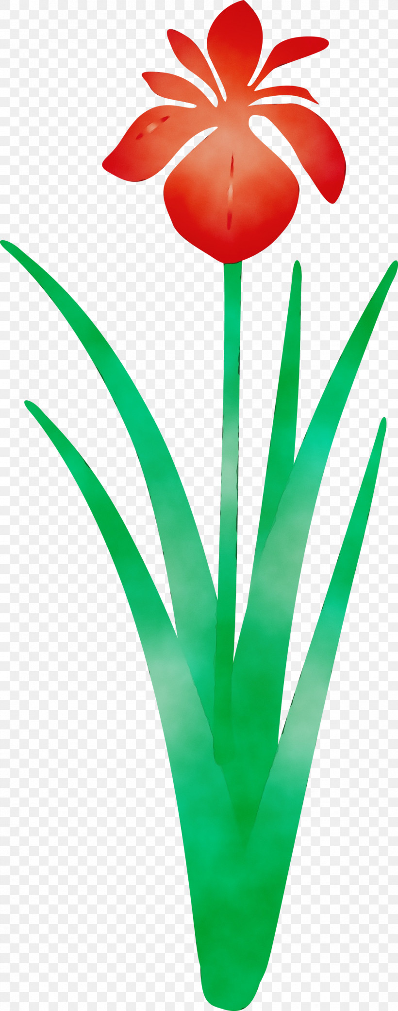 Green Leaf Tulip Plant Grass, PNG, 1183x3000px, Iris Flower, Flower, Grass, Green, Leaf Download Free