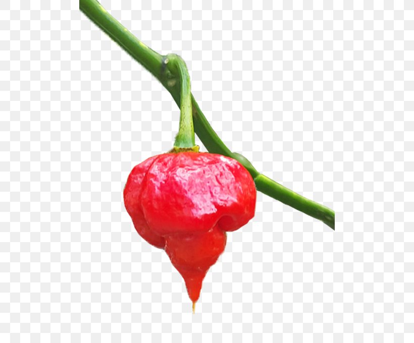 Habanero Bird's Eye Chili Serrano Pepper Tabasco Pepper Jalapeño, PNG, 506x680px, Habanero, Acerola Family, Bell Peppers And Chili Peppers, Capsicum, Carolina Reaper Download Free