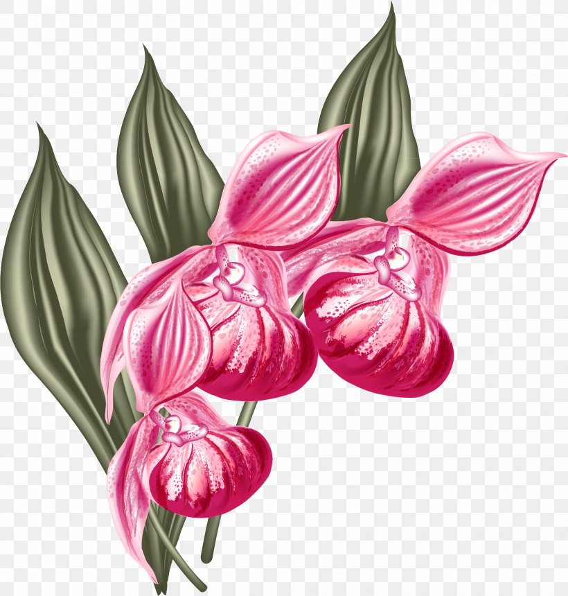 Moth Orchids Graphic Design, PNG, 1935x2030px, Moth Orchids, Amaryllis, Amaryllis Belladonna, Butterfly, Flora Download Free