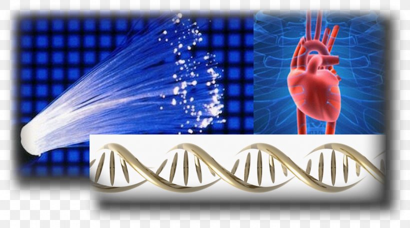 Optogenetics Ventricular Arrhythmias Heart Arrhythmia Cardiac Muscle Cell, PNG, 1625x904px, Optogenetics, Biology, Biomedical Engineering, Blue, Cardiac Muscle Download Free