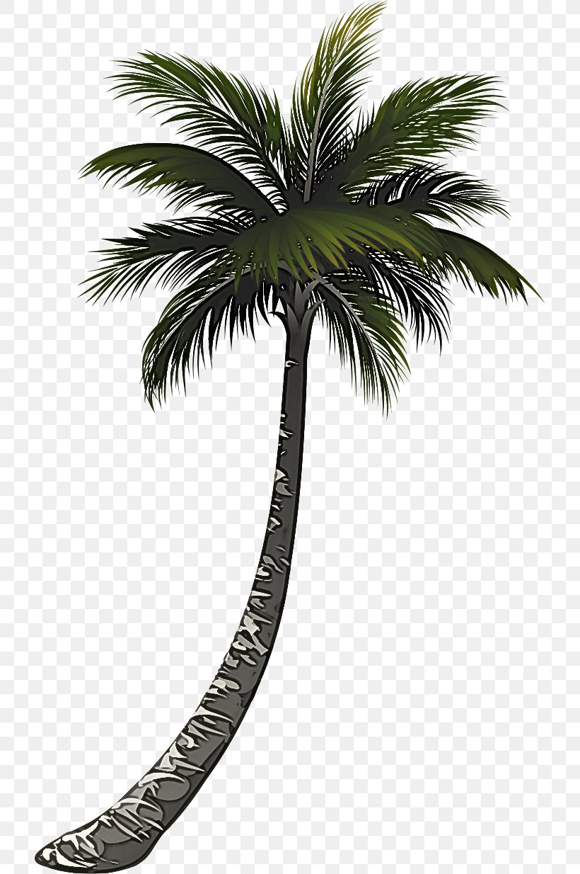 Palm Tree, PNG, 722x1234px, Tree, Arecales, Attalea Speciosa, Borassus Flabellifer, Elaeis Download Free