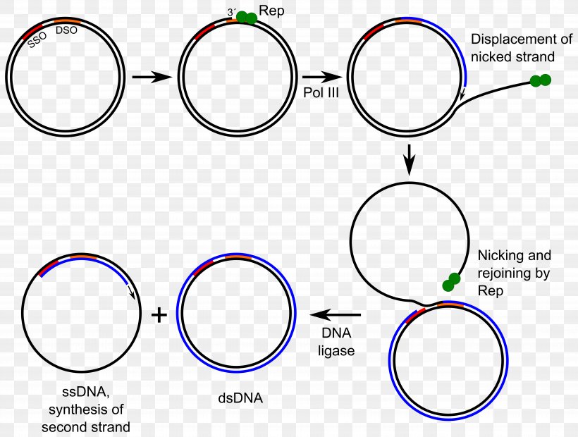 Rolling Circle Replication DNA Replication Plasmid Replicate, PNG, 7618x5764px, Rolling Circle Replication, Area, Auto Part, Body Jewelry, Brand Download Free