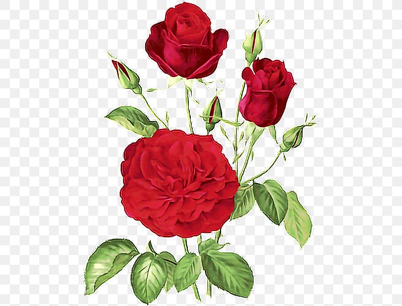 Garden Roses Flower Cabbage Rose Floribunda, PNG, 480x624px, Garden Roses, Botany, Cabbage Rose, Camellia, China Rose Download Free
