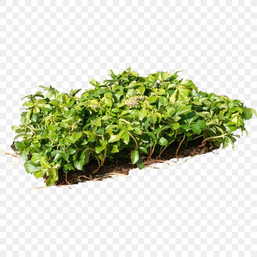 Japanese Pachysandra Groundcover Soil Herb Coriander, PNG, 1000x1000px, Groundcover, Coriander, Flowerpot, Freezedrying, Garden Download Free