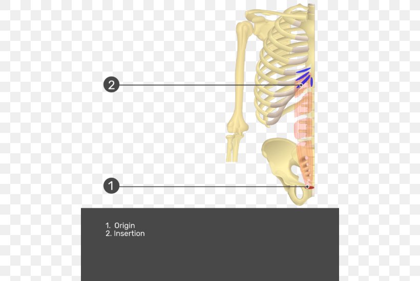 Transverse Abdominal Muscle Rectus Abdominis Muscle Origin And Insertion Abdominal Internal Oblique Muscle, PNG, 504x550px, Transverse Abdominal Muscle, Abdominal External Oblique Muscle, Abdominal Internal Oblique Muscle, Anatomy, Biceps Femoris Muscle Download Free