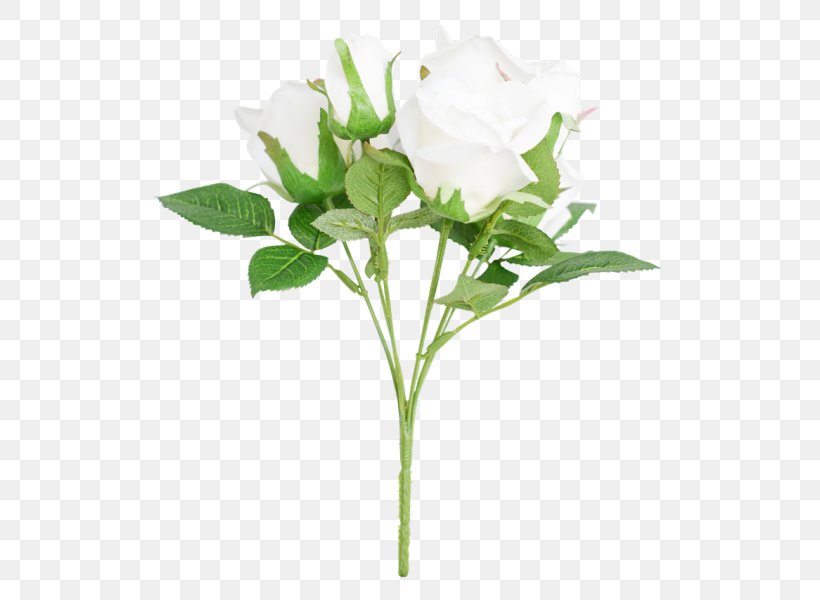 Cut Flowers Rose Family Plant Stem Bud Flowerpot, PNG, 800x600px, Cut Flowers, Branch, Branching, Bud, Family Download Free